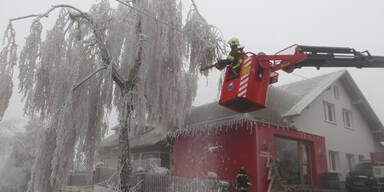 Bäume eingeknickt Eisschicht Waldviertel