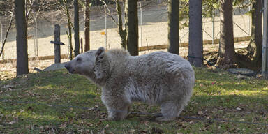 baer.jpg