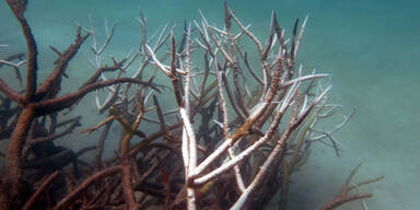 barrier89.jpg