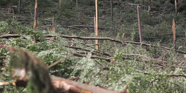 baum1.jpg