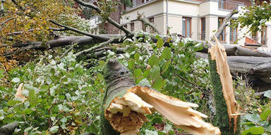 baum1.jpg