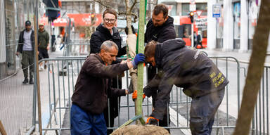 Linz startet Begrünung im Hitze-Hotspot