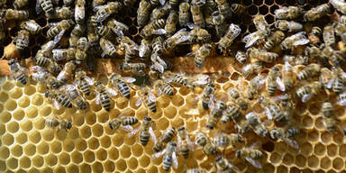 bienenstock.jpg