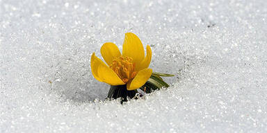 buttercup15.jpg