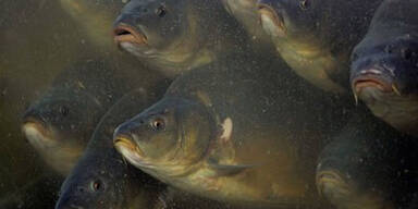 carps14.jpg