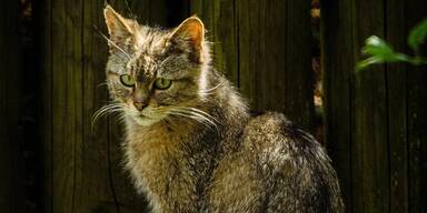 Wildkatzen für Forschungsprojekt in das Tayatal entlassen