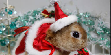 christmashase.jpg