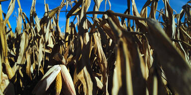 corn.jpg