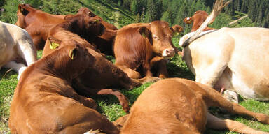 cow21.jpg