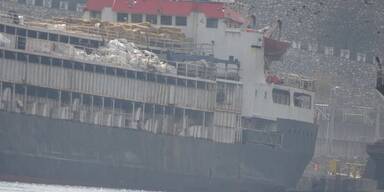 Rinder auf Frachter verendet: Schwere Vorwürfe gegen Firma aus NÖ