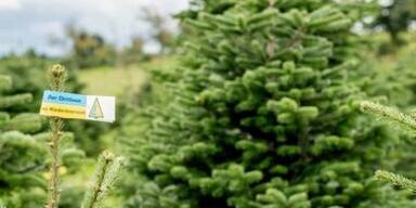 NÖ Christbaumbauern ziehen äußerst positive Bilanz