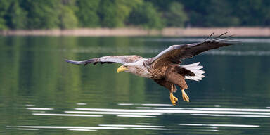 Angeschossener Seeadler stirbt nach Kollision mit Zug