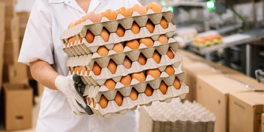 Eierknappheit in Österreich: Branche schlägt Alarm