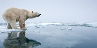 eisbär 