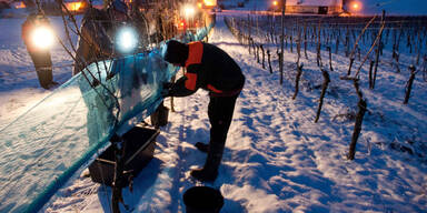 eiswein_ap.jpg