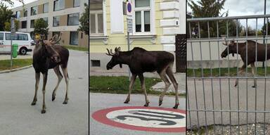 Kult-Elch Emil hat schon mehr als 350 km in den Beinen