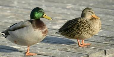 Traun gibt Enten zum Abschuss frei