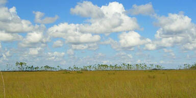everglades.jpg