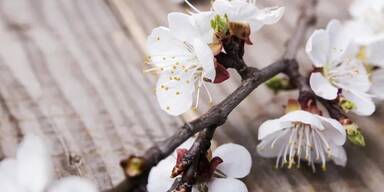 Bauernregel: Warum ein milder Barbaratag ein gutes Zeichen ist