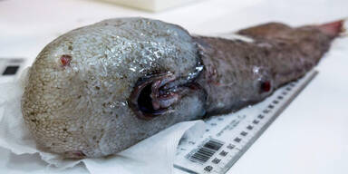 fisch6.jpg