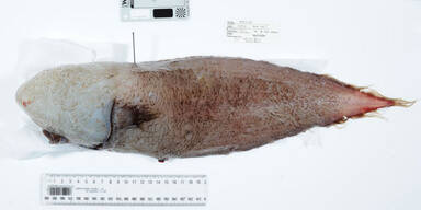 fisch7.jpg