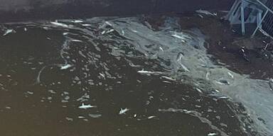 Zehntausende Fische qualvoll verendet