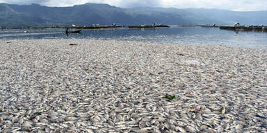 fischsterben.jpg