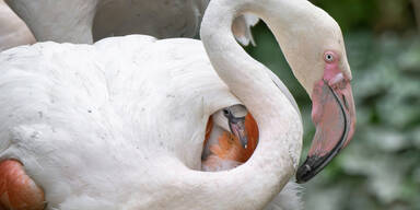 So süß sind Schönbrunns neue Flamingo-Babys