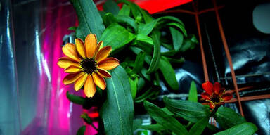 flower-2.jpg