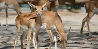 Tier-Mord in Schönbrunn: Hirschziegenantilope erschossen