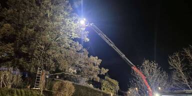 Freitag der 13.: Armes Kätzchen "Mira" saß 8 Stunden am Baum fest