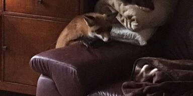 fuchs2.jpg