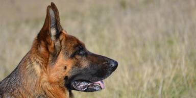 Wegen Schäferhund: Frau in Bruck/Leitha schwer verletzt und Chihuahua tot