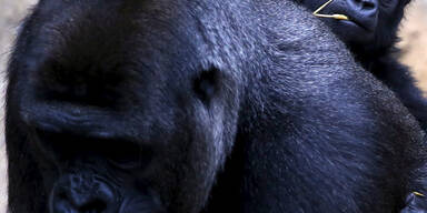 Mjukuu reitet auf Mama Mbeli im Zoo in Sydney