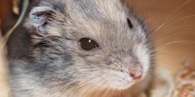 Hamster 