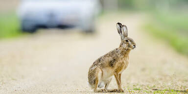 Hase im Straßenverkehr