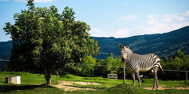 Tierwelt Herberstein - das exotische Ausflugsziel