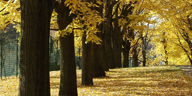 herbst_sxc.jpg