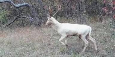 Seltener Albino-Hirsch begeistert Wien 