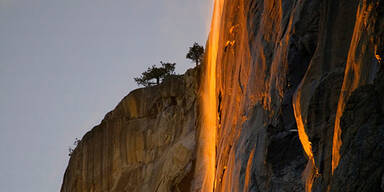 Horsetail