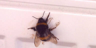 hummel.jpg