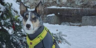 "Cooper erschossen": Ermittlungen gegen Jäger