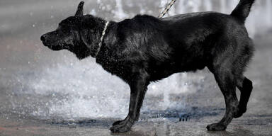 hund0691.jpg