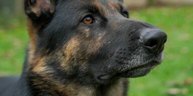 Hundebiss: Besitzerin droht Anzeige