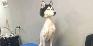 husky.JPG