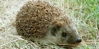 igel_sxc.jpg