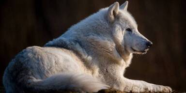 Wolf Science Center in Ernstbrunn trauert um "Unwolf" Amarok