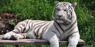 Weißer Zoo musste ersten weißen Tiger einschläfern