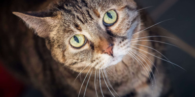 Geschenke für Vierbeiner: TierQuarTier ruft zu Osterhilfe auf