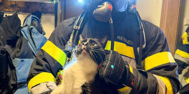 Feuerwehr rettet zwei Katzen aus Brandwohnung